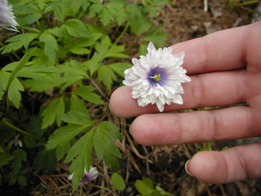 Анемона St. Brigid