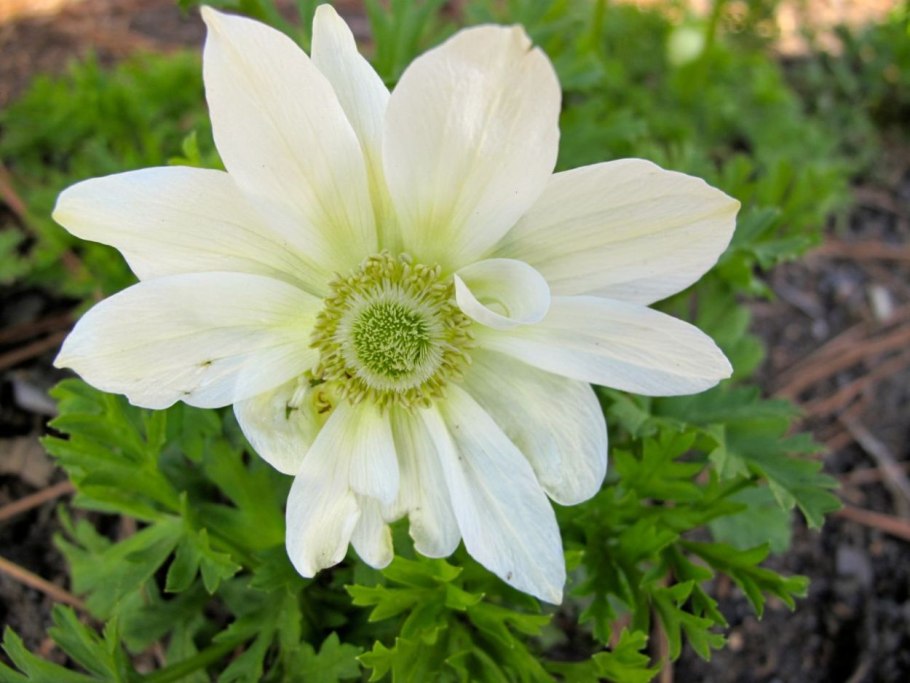 Анемона махровая Блу