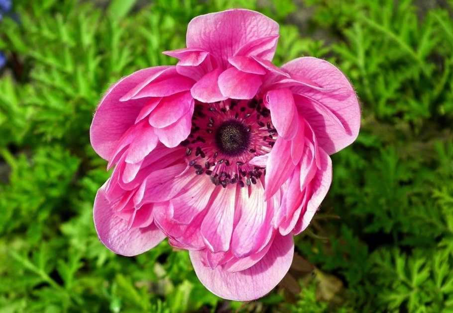 Анемона Говернор