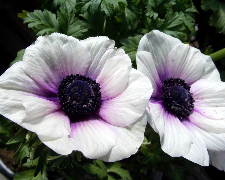 Анемона корончатая белая