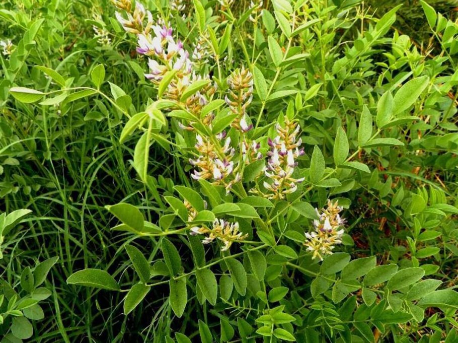Glycyrrhiza glabra