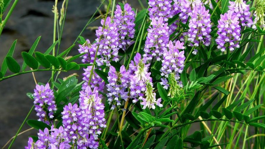 Glycyrrhiza glabra