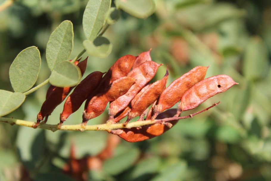 Растения Glycyrrhiza glabra
