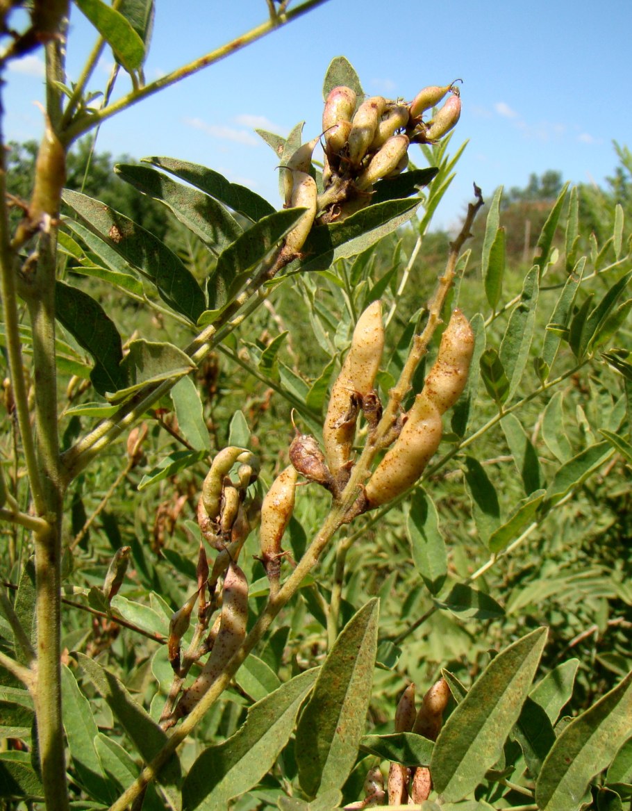 Солодка Glycyrrhiza glabra