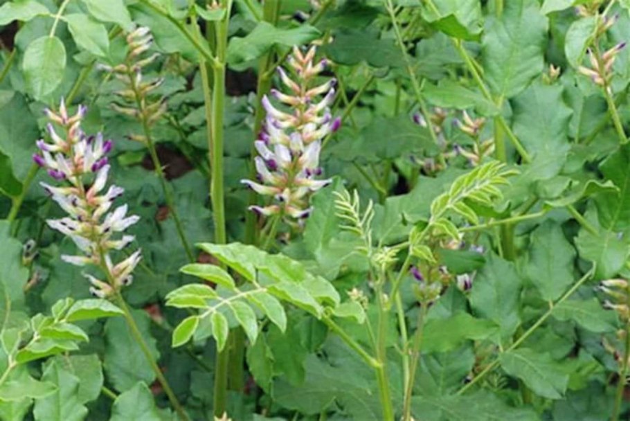 Glycyrrhiza glabra Seeds