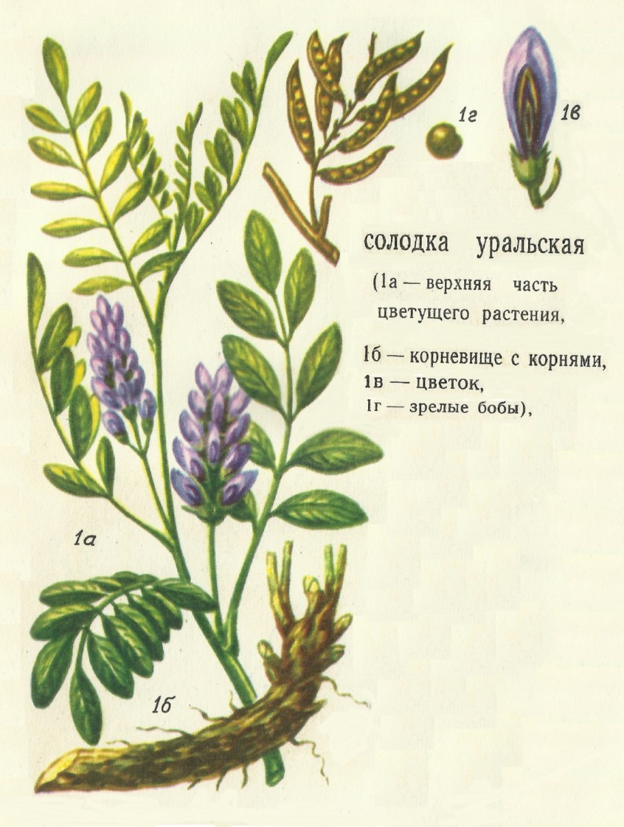 Солодка Уральская — Glycyrrhiza uralensis Fisch.