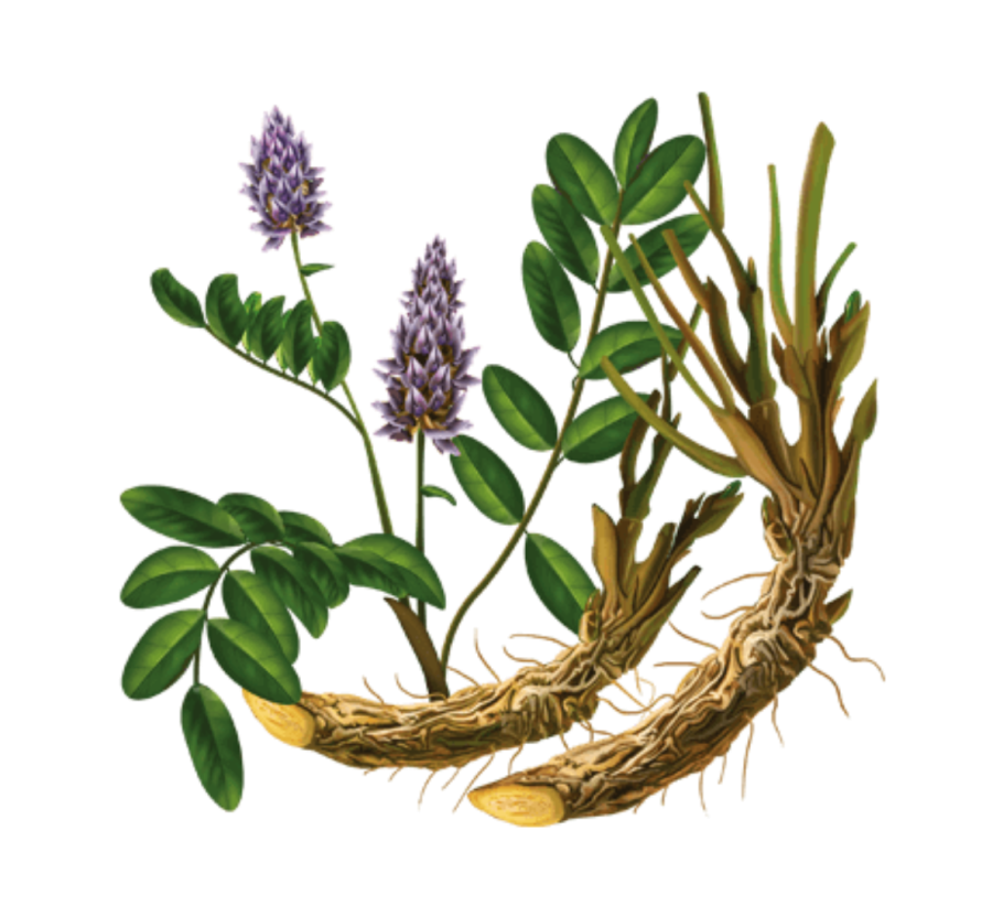 Glycyrrhiza glabra Ботаническая иллюстрация