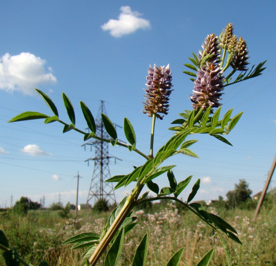Glycyrrhiza Macedonica