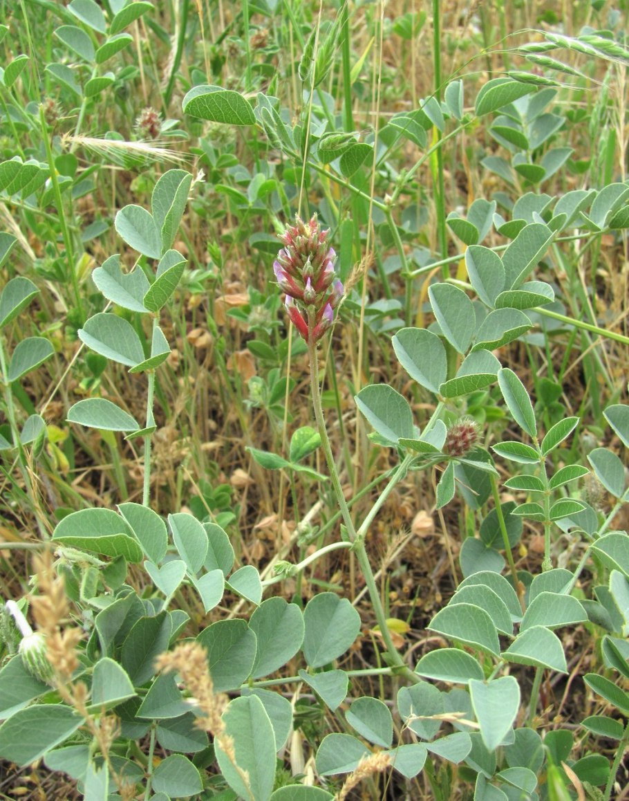 Солодка Уральская (Glycyrrhiza uralensis)