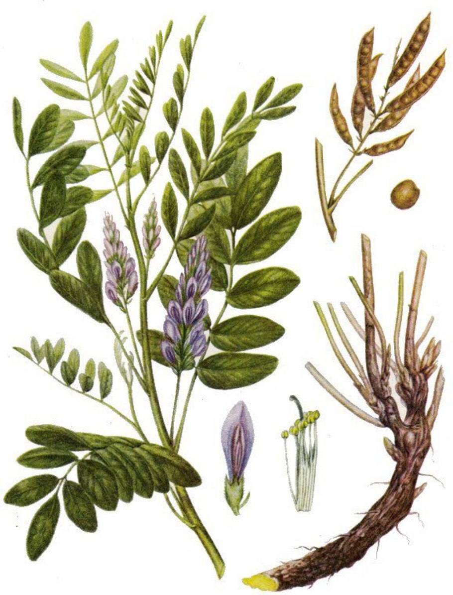 Glycyrrhiza glabra