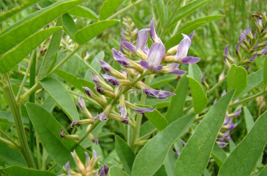 Солодка Glycyrrhiza glabra
