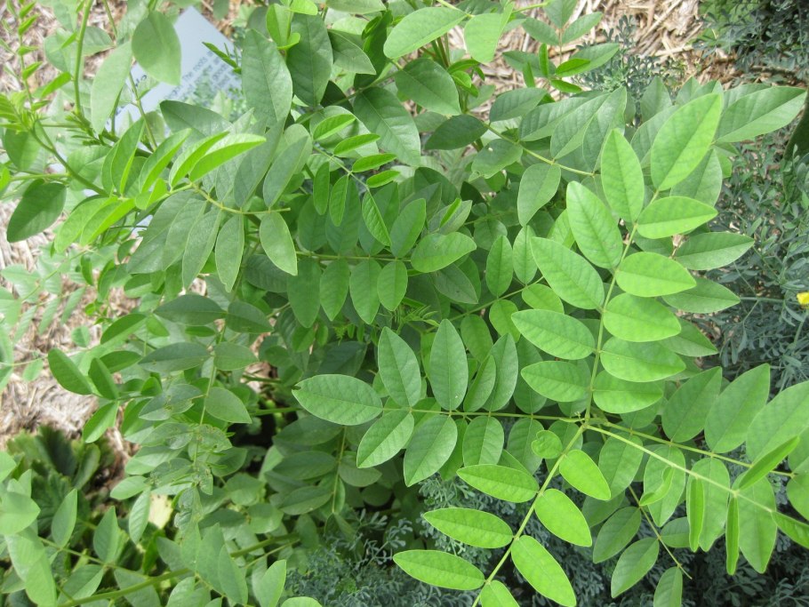 Солодка щетинистая Glycyrrhiza