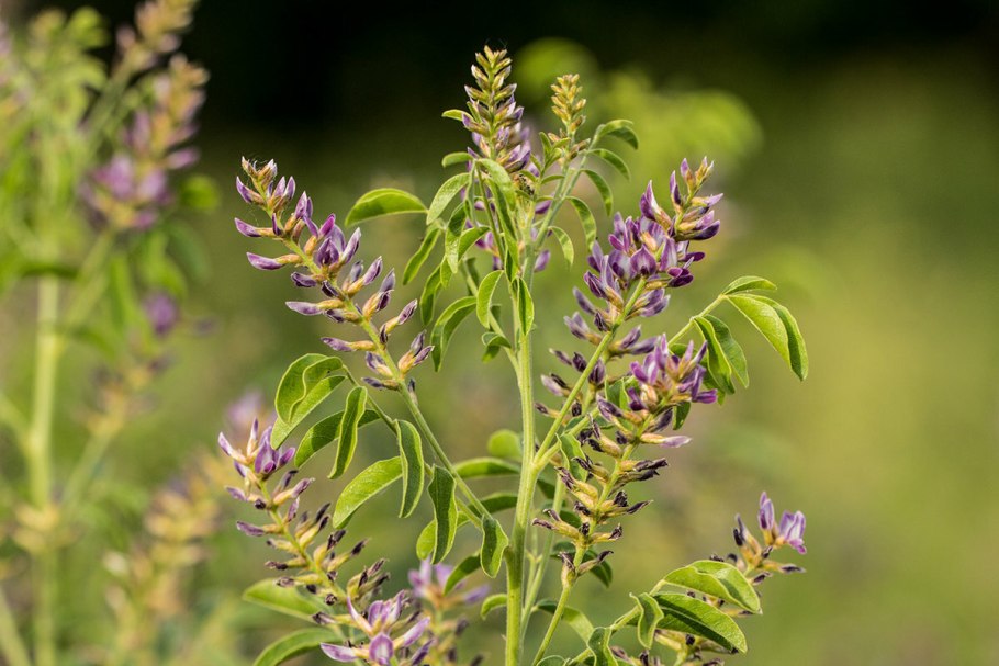 Солодка Уральская (Glycyrrhiza uralensis)