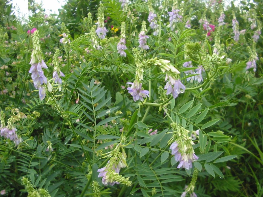 Солодка голая (Glycyrrhiza glabra)