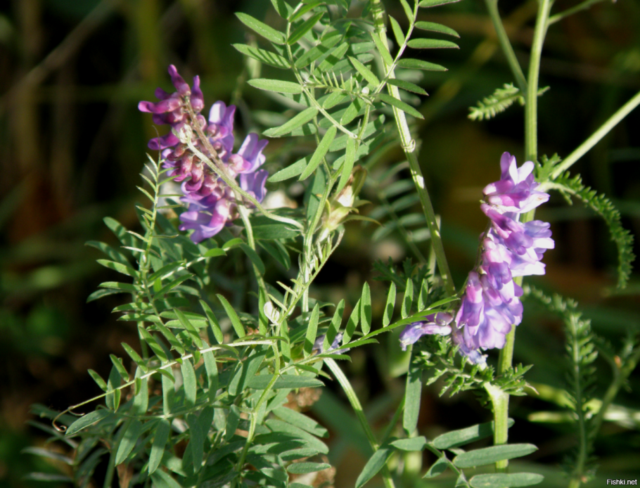 Солодка Уральская (Glycyrrhiza uralensis)