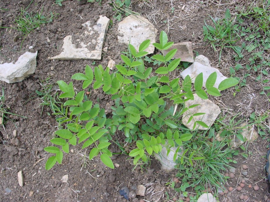 Glycyrrhiza lepidota