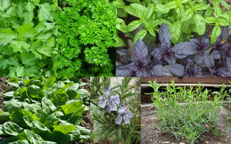 Керминзюк пряная трава