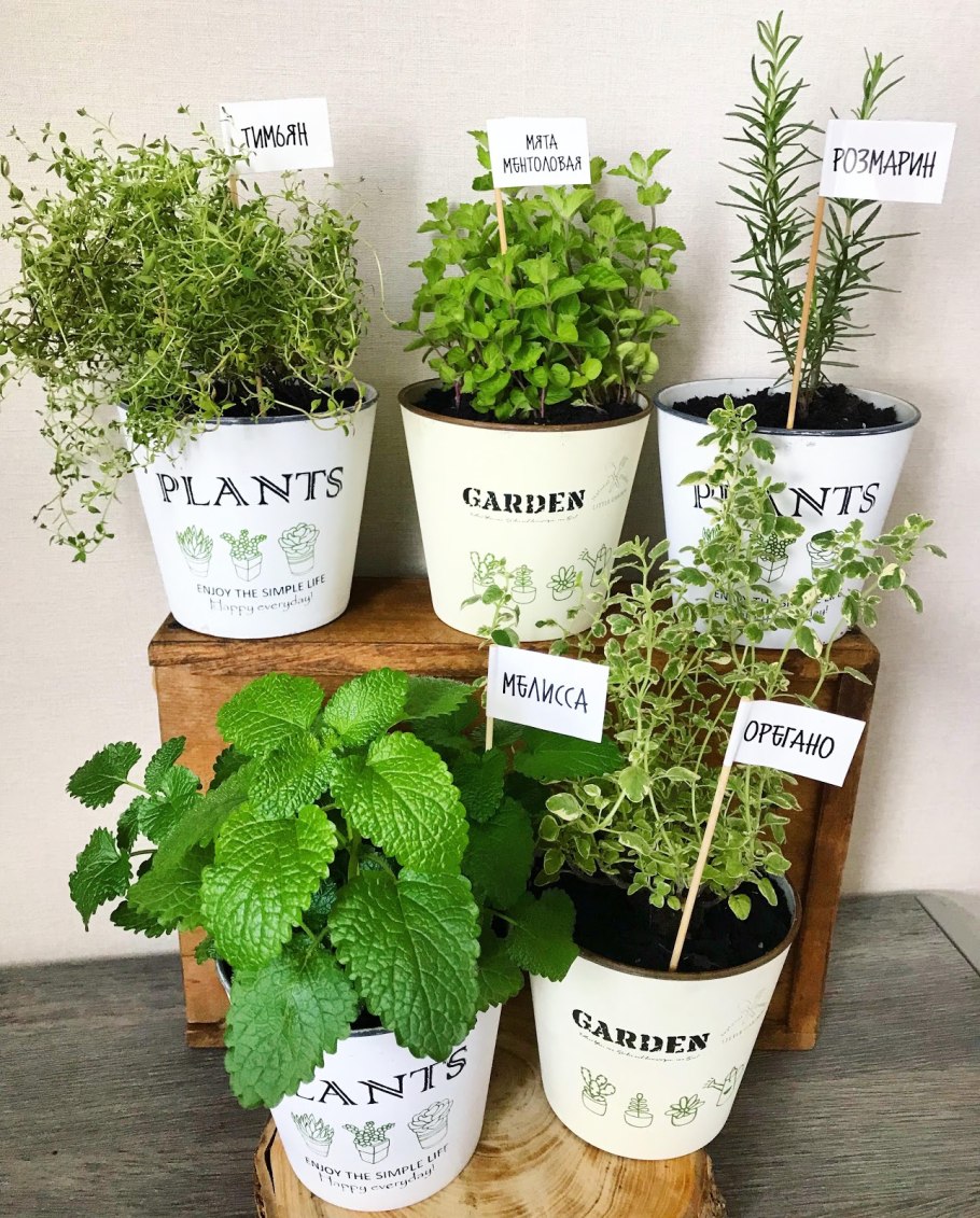 Пряные травы