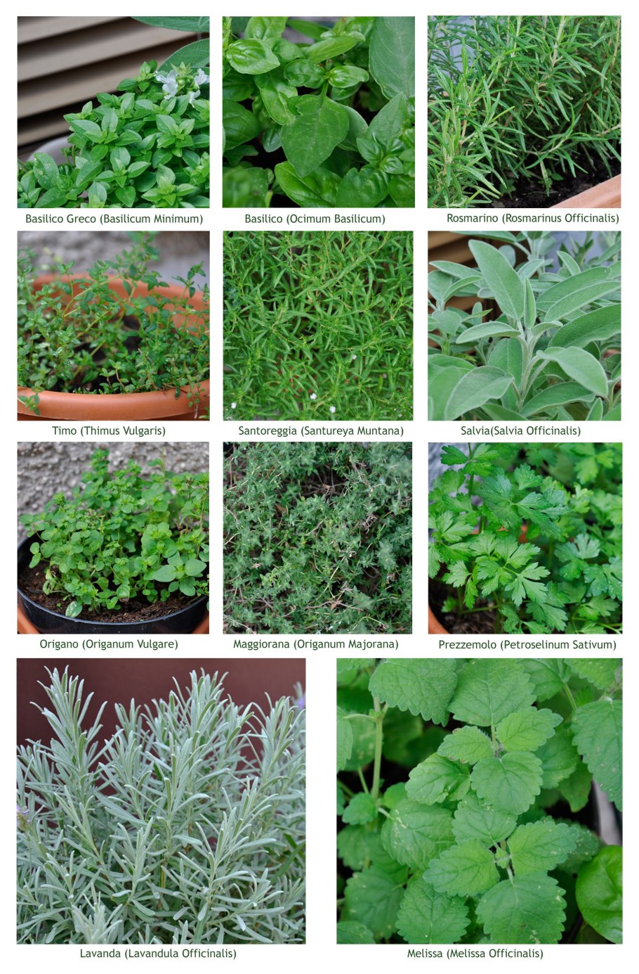 Керминзюк пряная трава