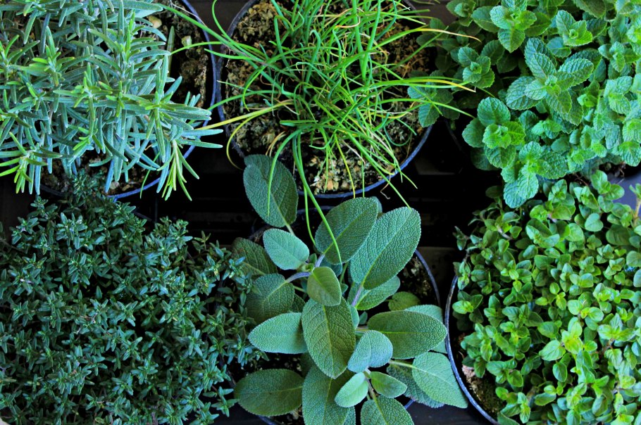 Многолетние приправы на огороде