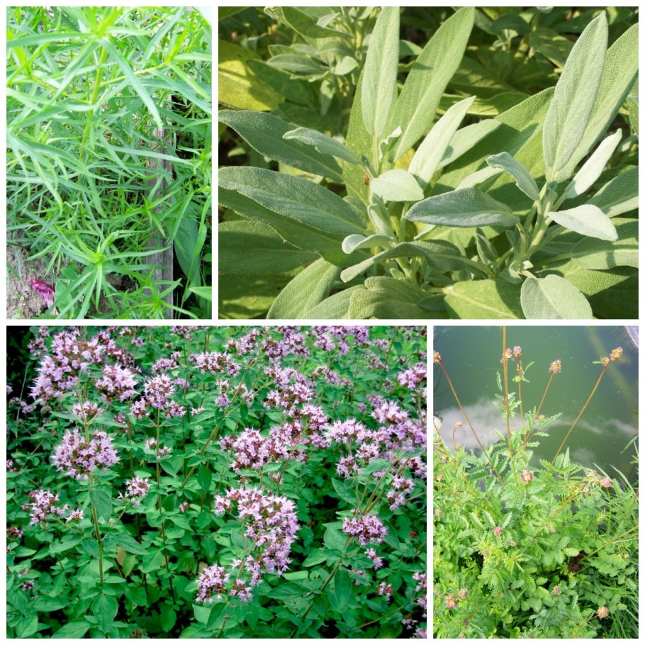 Керминзюк пряная трава