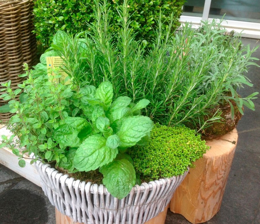 Керминзюк пряная трава