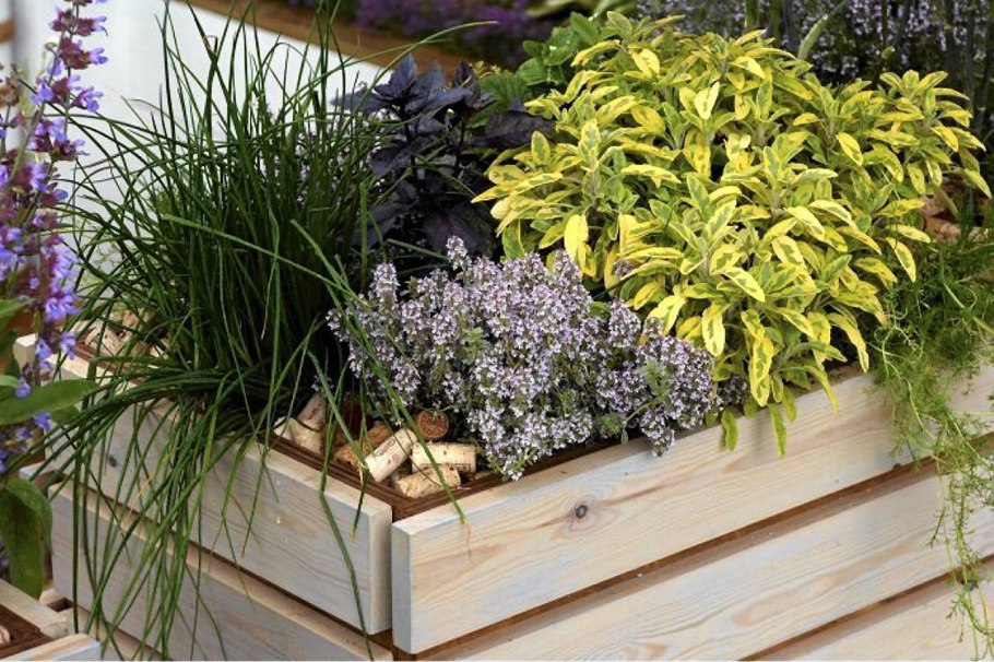 Грядка с пряными многолетниками