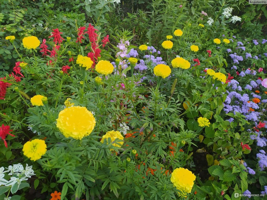 Розы и бархатцы