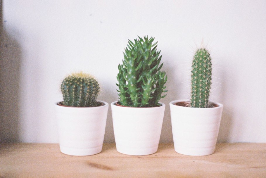 Эстетичные кактусы