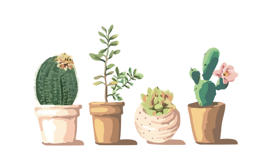 Кактус в горшке вектор