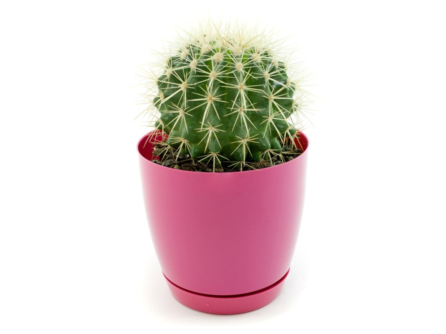 Маленький Кактус