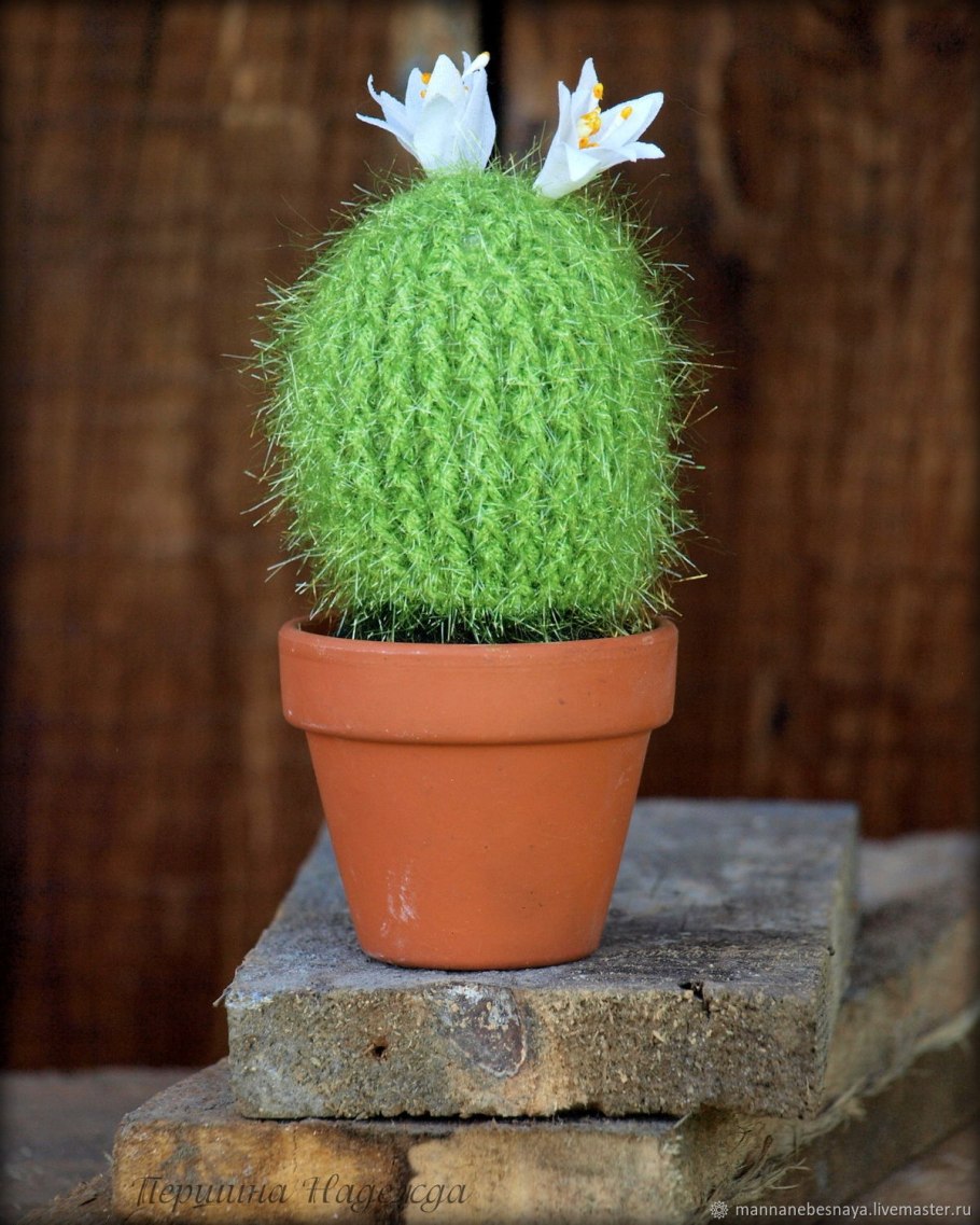 Цветущий Кактус в горшке