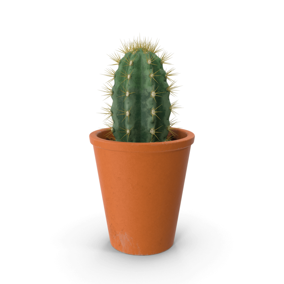 Кактус в горшке без фона