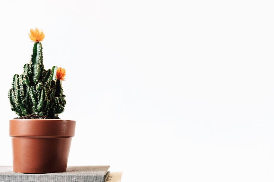 Цветы Минимализм