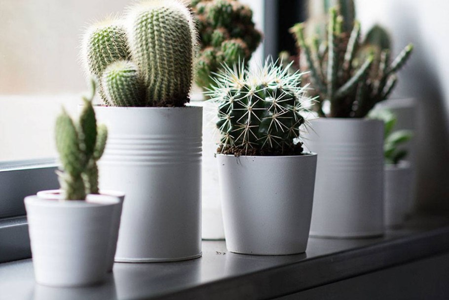 Кактус в офисе