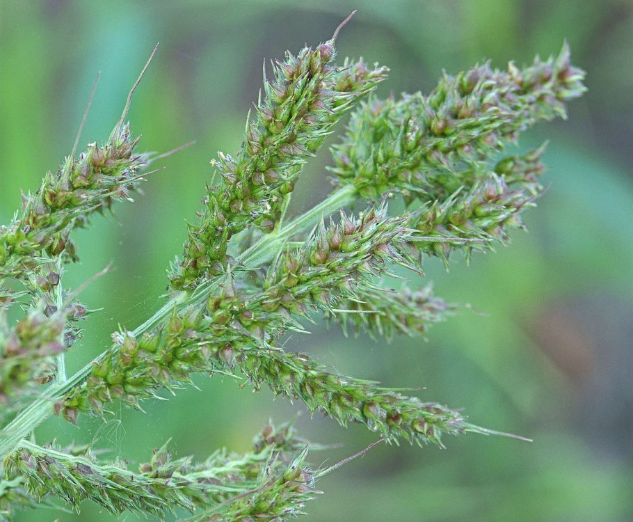 Echinochloa colonum