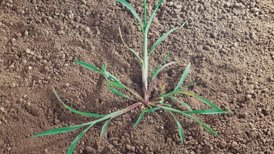 Ежовник обыкновенный (Echinochloa crusgalli)
