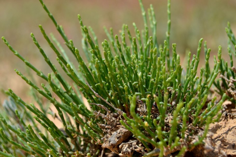 Echinochloa pyramidalis