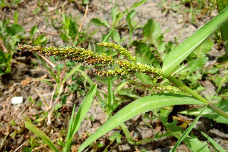 Ежовник обыкновенный (Echinochloa crusgalli)