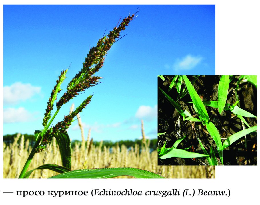 Ежовник рисовидный Echinochloa oryzoides