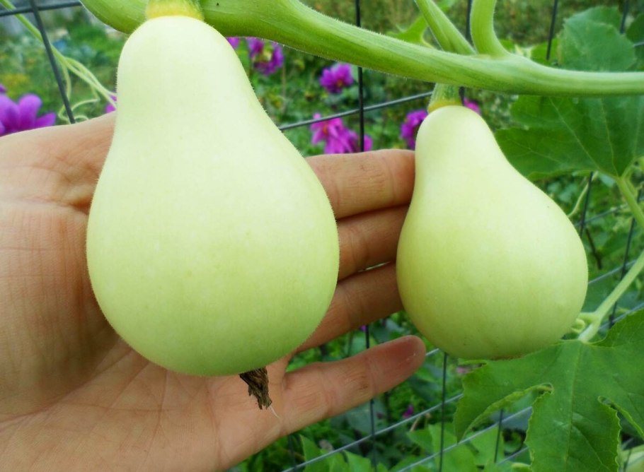 Кабачок грушевидный СЕДЕК