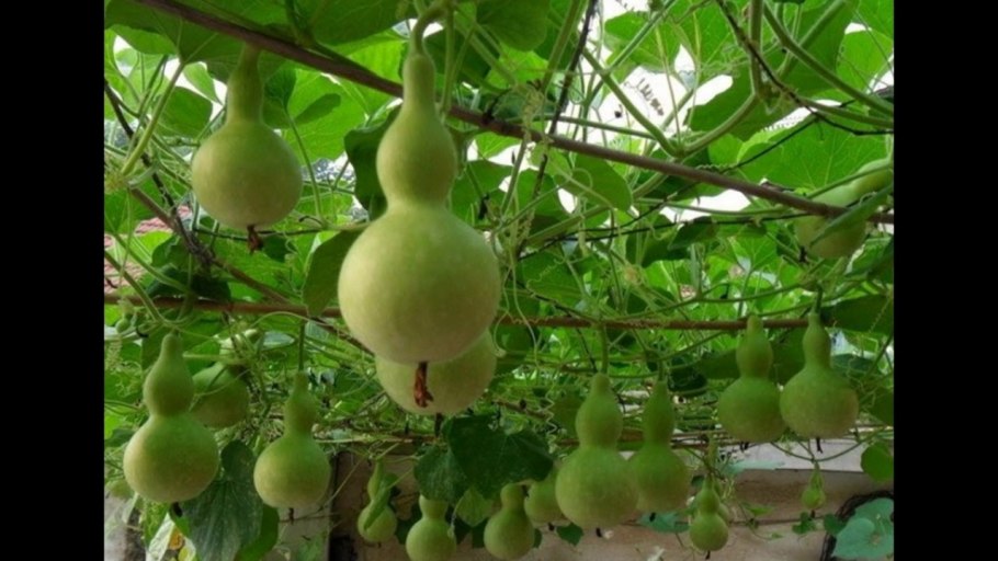 Лагенария (горлянка)