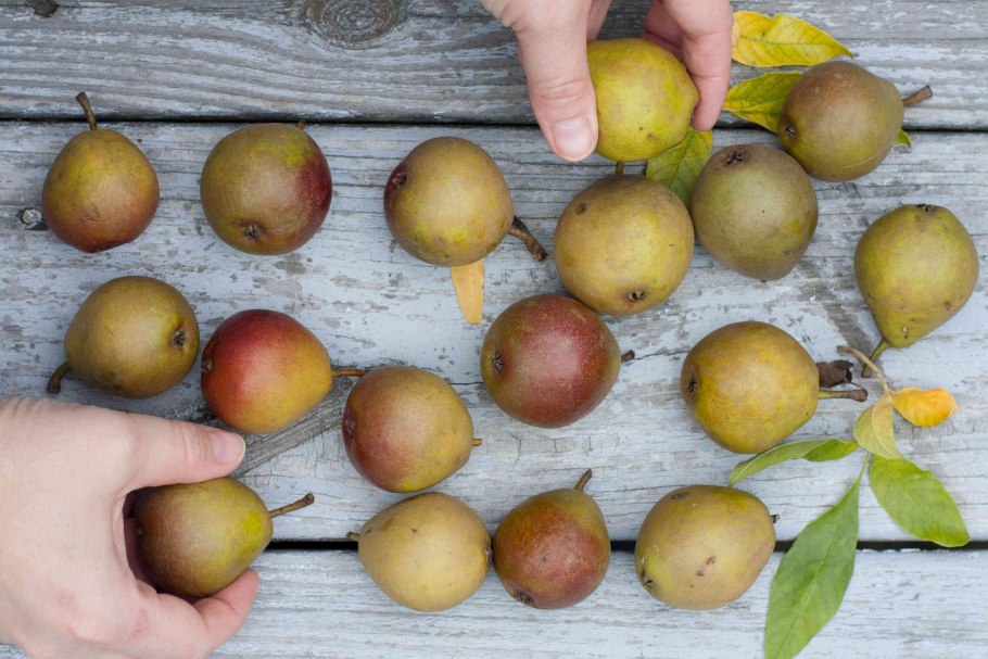 Груша Бич Хилл