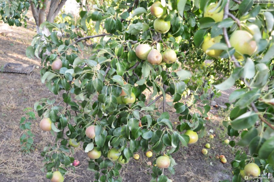 Груша Дюшес дерево