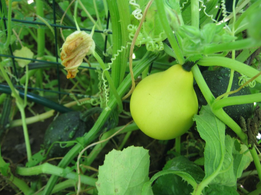 Лиана с грушами