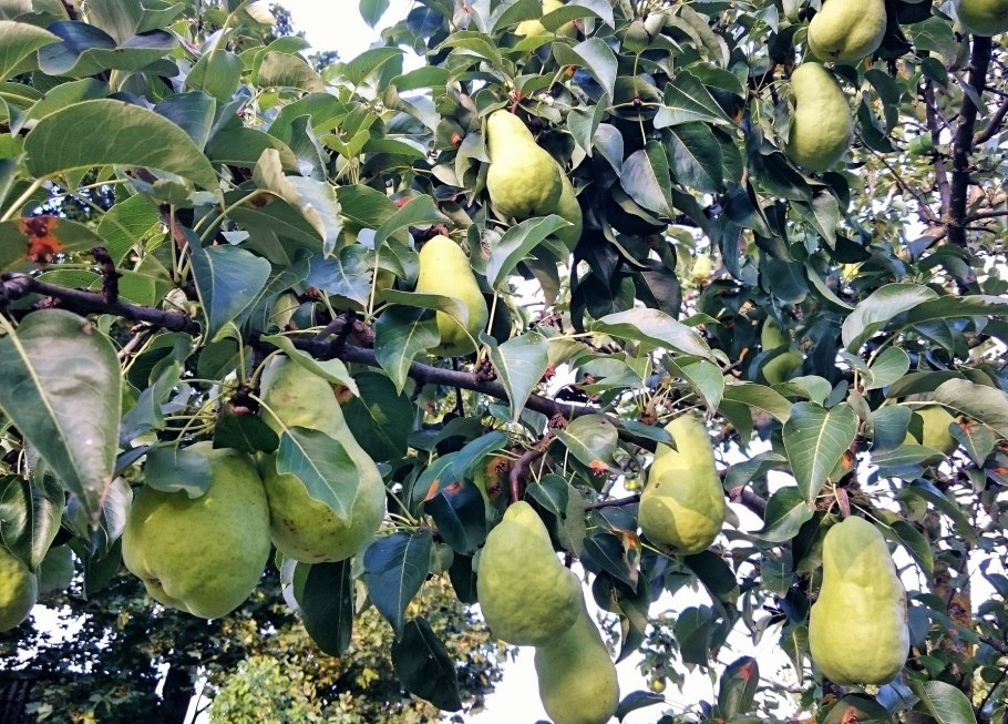 Груша просто Мария высота