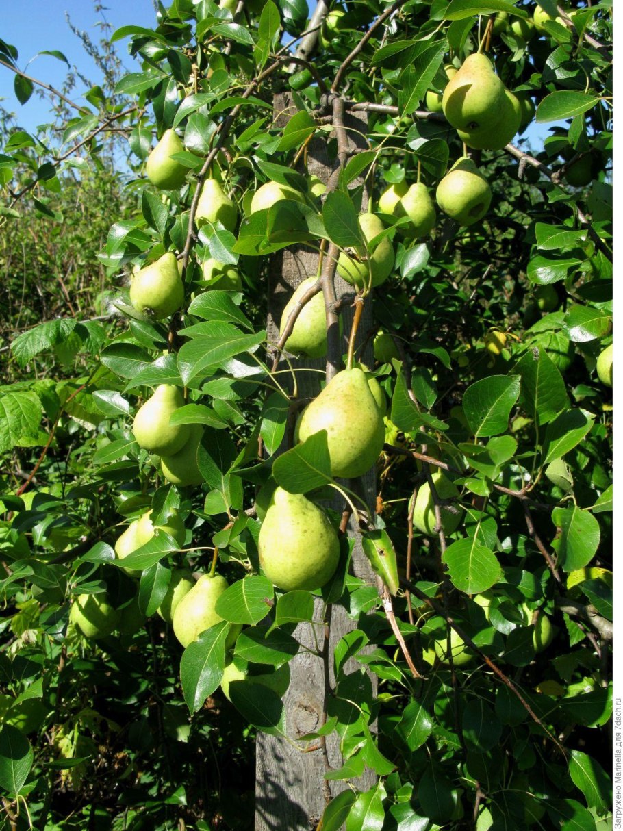 Сорт груши Тихоновка
