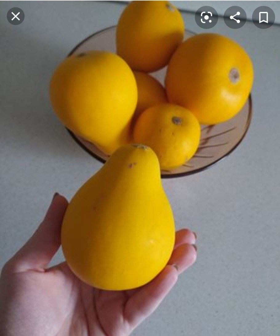 Вьюнок груша декоративная