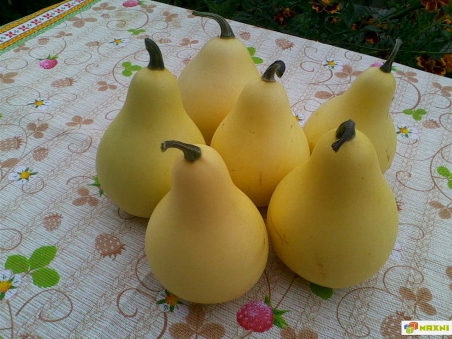 Декоративная тыква груша