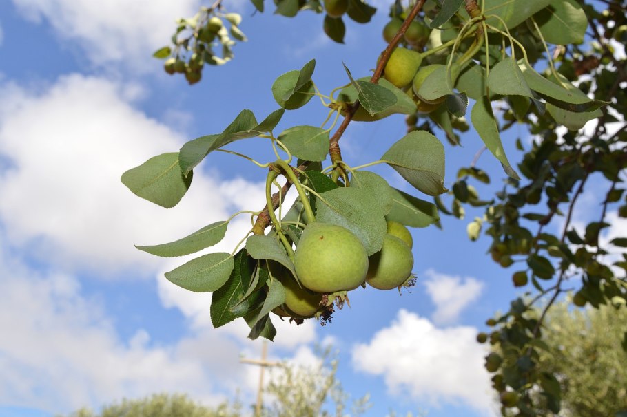 Груша августовская роса дерево